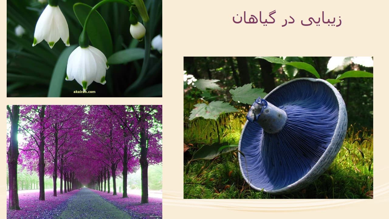 زیبایی ها